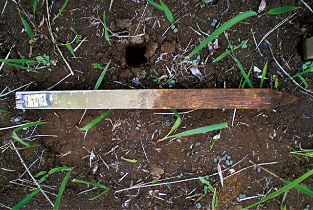 木材なのに腐らない