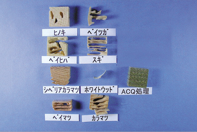 シロアリに食べられない